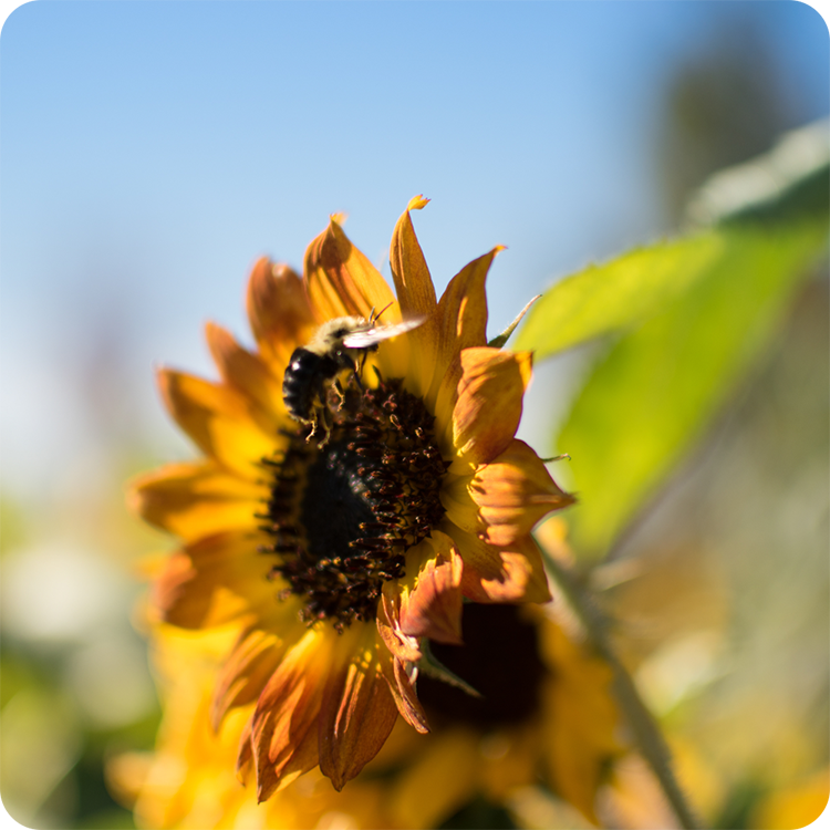 Honeybee collecting nectar from yellow sunflower