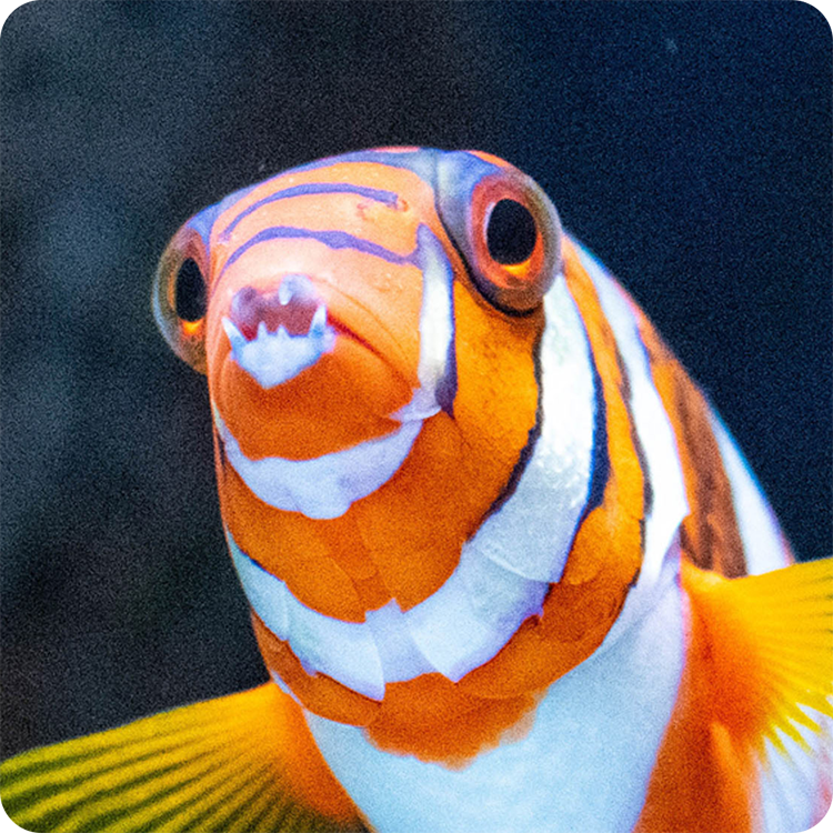 Close-up of an orange and white clownfish