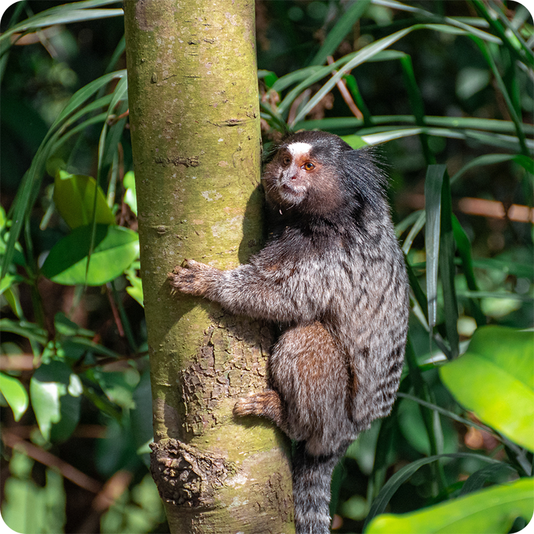 Marmoset clinging to a tree trunk