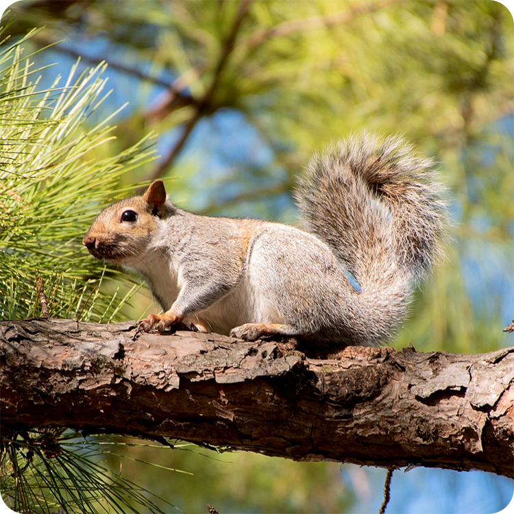 Squirrel standing on a tree branch