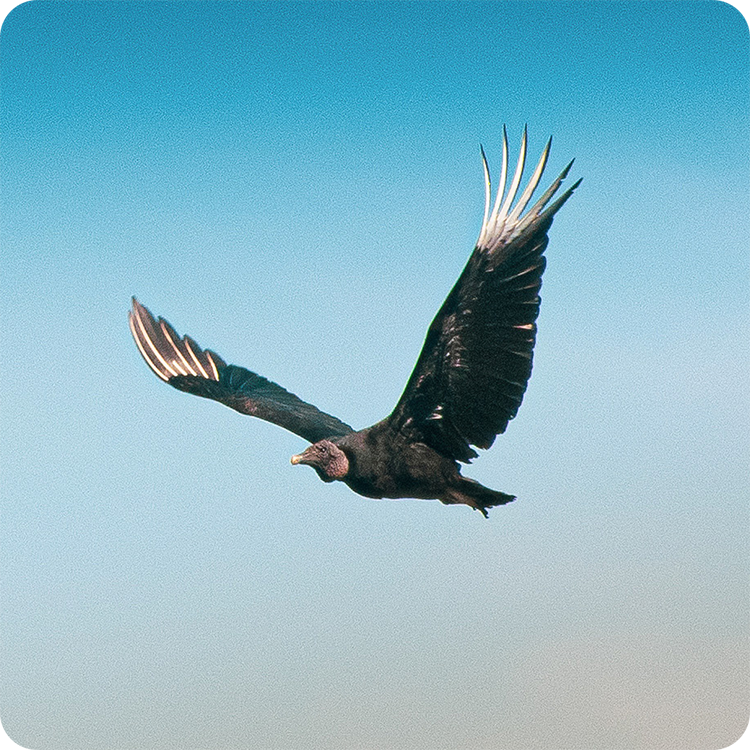 Vulture in flight with wings spread