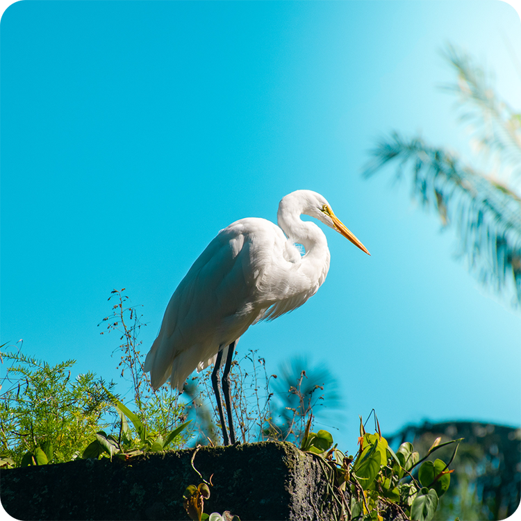 White egret standing beside the water
